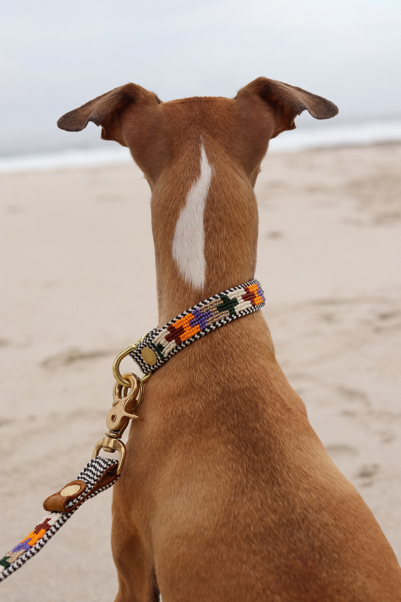 Adjustable Beaded Dog Collar | Now Now